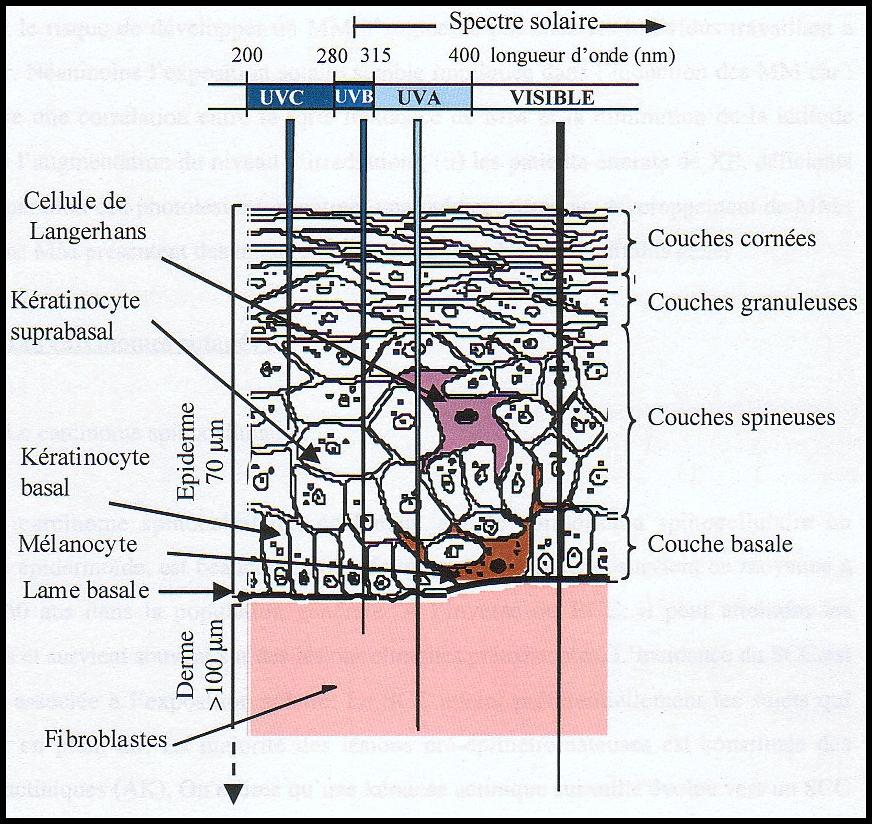 schema peau + UV